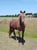 Horse ad