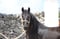 Annuncio cavallo