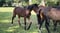 Annuncio cavallo