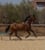 Horse ad