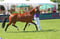 Horse ad