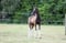 Horse ad