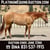 Horse ad