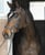 Horse ad