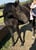 Horse ad