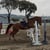 Horse ad