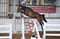 Horse ad