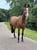 Horse ad