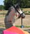Annuncio cavallo