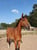 Horse ad