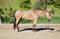 Horse ad