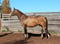 Anuncio de caballos