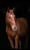 Horse ad