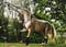 Horse ad