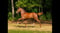 Paardadvertentie