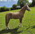 Annuncio cavallo