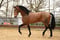 Horse ad