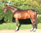 Paardadvertentie