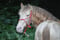 Horse ad