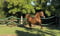 Horse ad