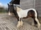 Annuncio cavallo