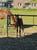 Anuncio de caballos