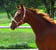 Horse ad