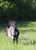 Horse ad