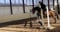 Annonce cheval