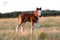Annuncio cavallo
