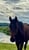 Horse ad