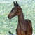 Annuncio cavallo