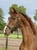 Horse ad