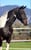 Horse ad