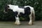 Annuncio cavallo