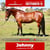 Paardadvertentie