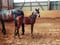 Anuncio de caballos