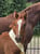 Pferdeinserat