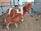Anuncio de caballos