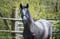 Horse ad