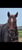 Horse ad