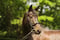 Horse ad