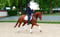 Paardadvertentie