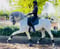 Annonce cheval