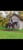 Horse ad
