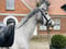 Annuncio cavallo