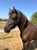 Annonce cheval