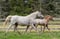 Horse ad