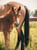 Horse ad