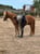 Annonce cheval
